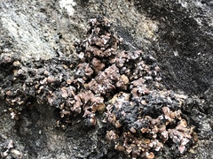 Psora pseudorussellii