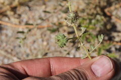 Tribulus excrucians