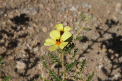 Tribulus excrucians