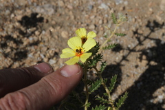 Tribulus excrucians