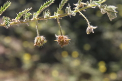 Tribulus excrucians