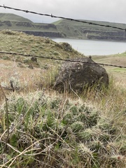 Opuntia × columbiana
