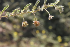 Tribulus excrucians