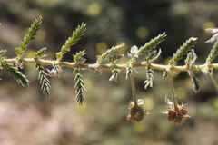 Tribulus excrucians