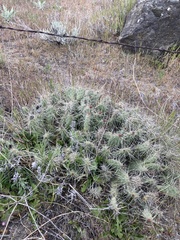 Opuntia × columbiana