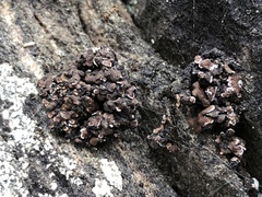 Psora pseudorussellii