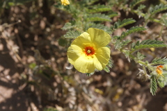 Tribulus excrucians