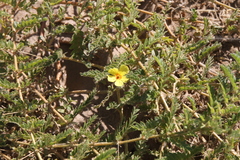 Tribulus excrucians