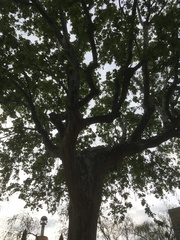 Platanus × hispanica