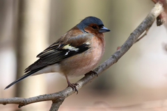 Fringilla coelebs