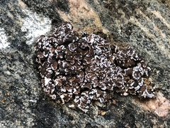 Psora pseudorussellii