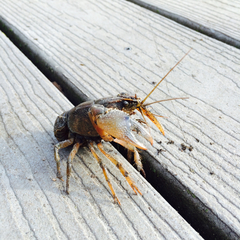 Procambarus gracilis