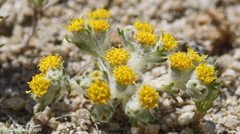 Eriophyllum pringlei