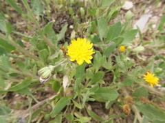 Crepis aspera