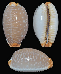 Staphylaea limacina