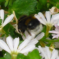 Bombus lucorum