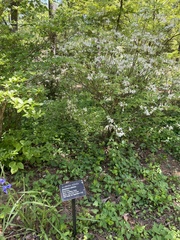 Rhododendron alabamense