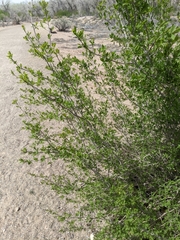 Forestiera pubescens pubescens