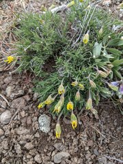 Erigeron linearis