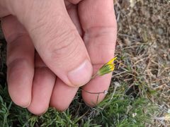 Erigeron linearis