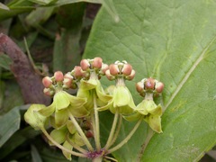 Asclepias ovata