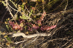 Erica nudiflora
