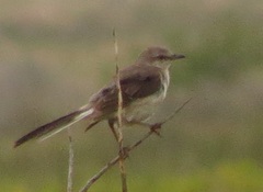 Mimus polyglottos polyglottos