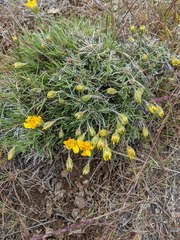 Nestotus stenophyllus