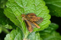 Synapte malitiosa