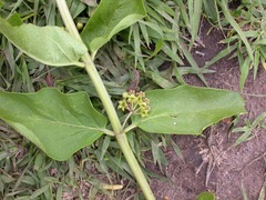 Asclepias ovata