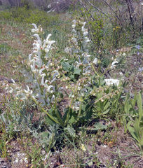 Salvia verbascifolia