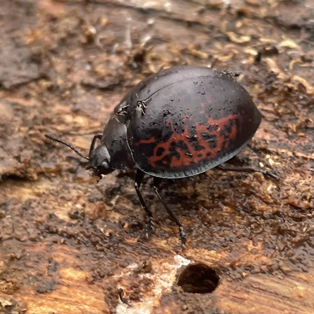 Aegithus sanguinans