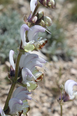 Salvia verbascifolia