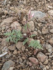 Lomatium canbyi