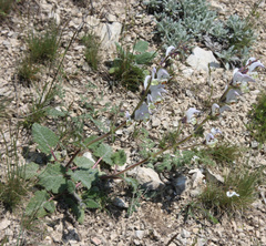 Salvia verbascifolia
