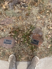 Bouteloua dactyloides