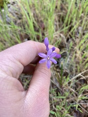 Dichelostemma multiflorum