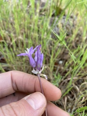 Dichelostemma multiflorum