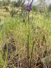 Dichelostemma multiflorum