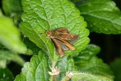 Synapte malitiosa