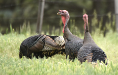 Meleagris gallopavo merriami