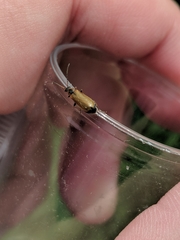 Rhagonycha nigriventris