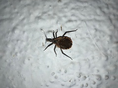 Triatoma gerstaeckeri