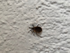 Triatoma gerstaeckeri