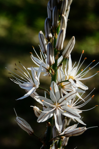 Branched Asphodel