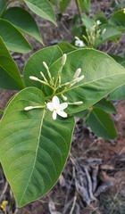 Holarrhena pubescens