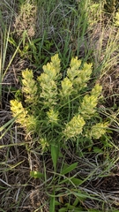 Castilleja citrina