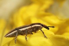 Lixus albomarginatus