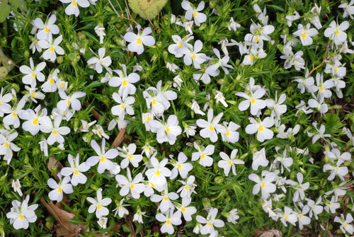 American field pansy