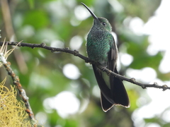 Chalybura buffonii